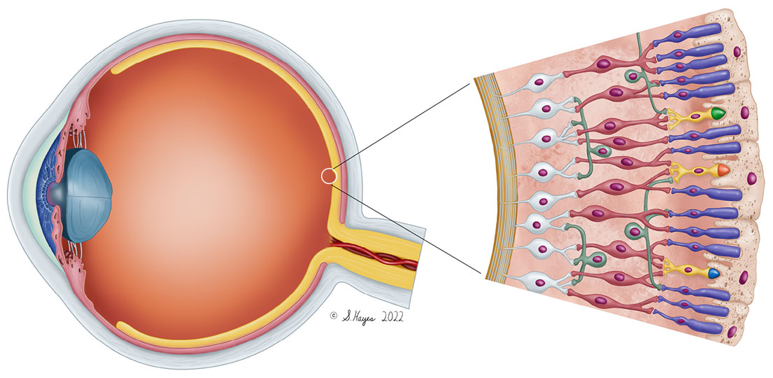 Human eye with blowup showing the detail of the structure of the retina