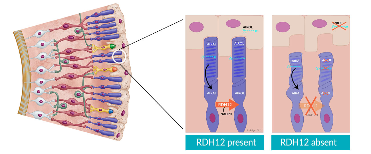Illustration showing blowup of rods and cones and the role of RDH12 in signaling